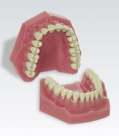 AG-3 KH Dental Model Hard Gums